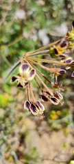 Pelargonium lobatum