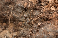 Lasius japonicus