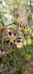 Pelargonium lobatum