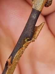 Dothidea hippophaes