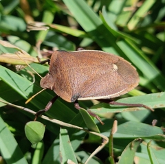 Basicryptus costalis