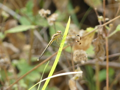 Hemistigma albipunctum