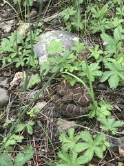 Crotalus cerberus