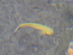 Sicyopterus pugnans