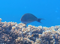 Acanthurus lineatus