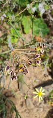 Pelargonium lobatum