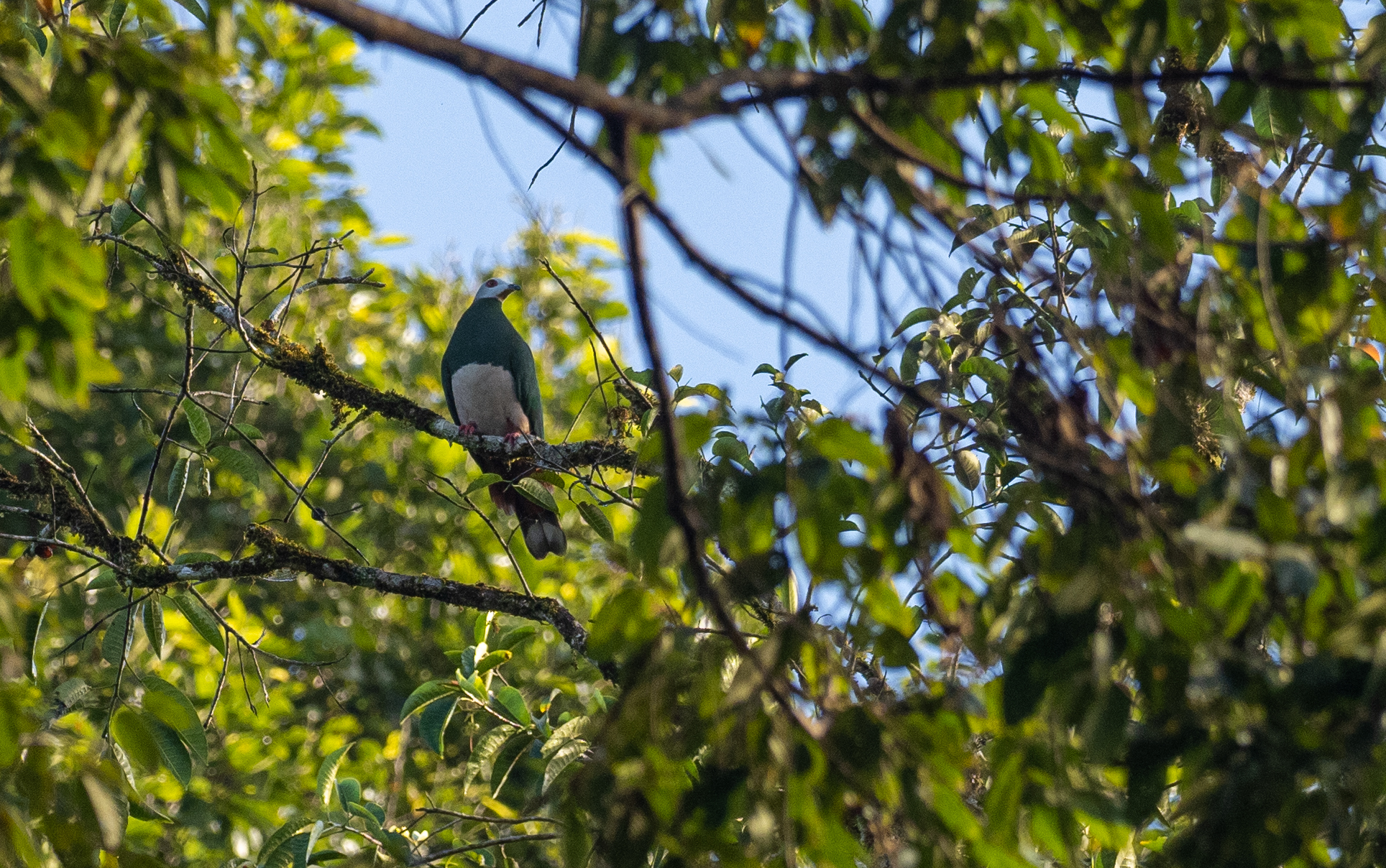 Pink-bellied Imperial Pigeon (Ducula poliocephala), photo 1