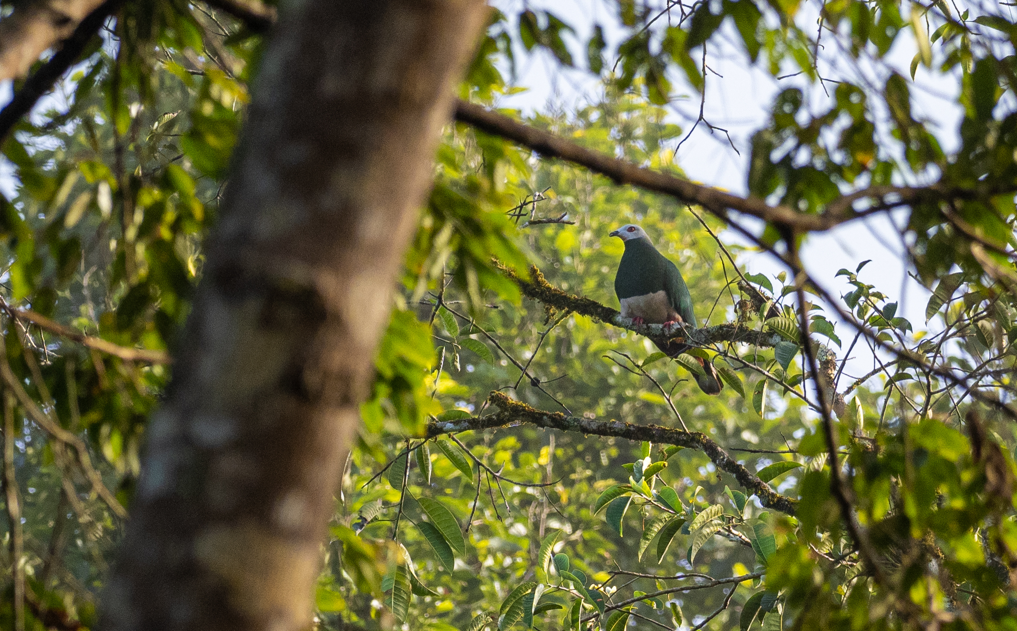 Pink-bellied Imperial Pigeon (Ducula poliocephala), photo 2