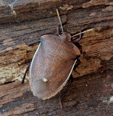 Basicryptus costalis