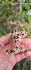 Pelargonium lobatum