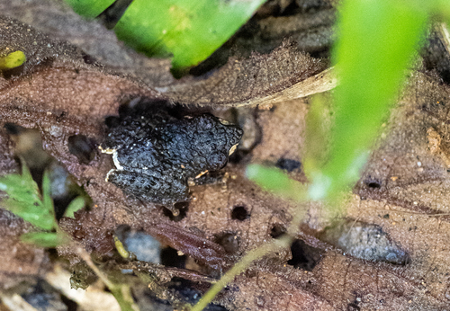 Rock Frog, Staurois natator