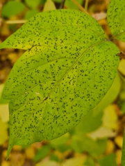 Cercospora