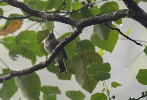 Mindanao Pygmy Babbler (Dasycrotapha plateni), photo 3