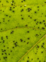 Cercospora