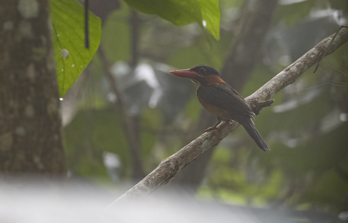 Blue-capped Kingfisher (Actenoides hombroni), photo 9