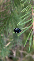 Tritomegas sexmaculatus