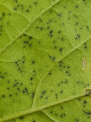Cercospora