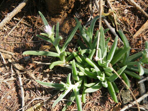 Highveld white vygie (Delosperma herbeum)