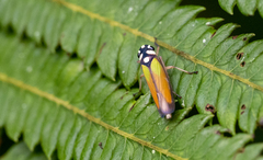Cicadellinae
