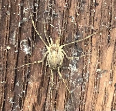 Oligolophinae