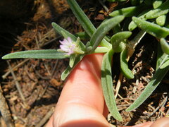 Delosperma herbeum