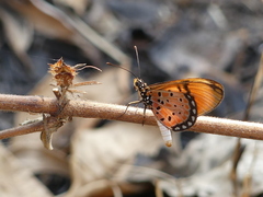Acraea natalica