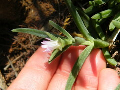 Delosperma herbeum