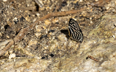 Tarucus waterstradti