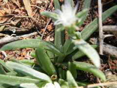 Delosperma herbeum