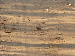 Cercotrichas quadrivirgata