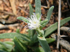 Delosperma herbeum