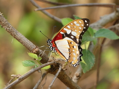 Graphium angolanus angolanus