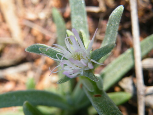 Image of Delosperma herbeum by (c) Antoinette Eyssell Knox, some rights reserved (CC BY-SA)