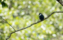 Microhierax erythrogenys