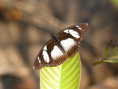 Pseudacraea lucretia