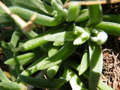 Delosperma herbeum