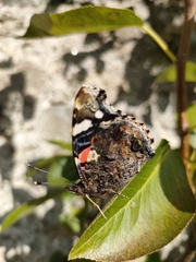 Vanessa atalanta