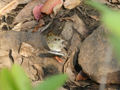Protogoniomorpha parhassus