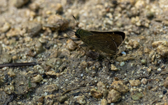 Borbo cinnara