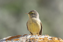 Phylloscopus griseolus