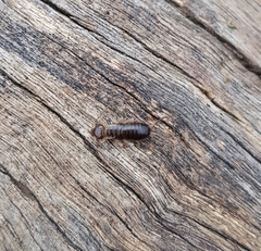 Forficula auricularia
