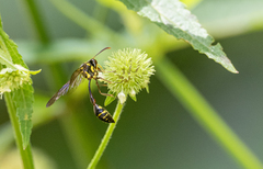 Eustenogaster spinicauda