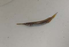 Dermogenys siamensis