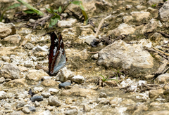 Moduza thespias