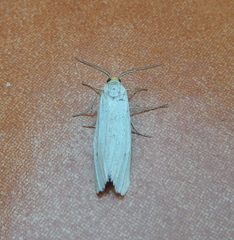 Coscinia chrysocephala