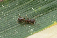 Temnothorax