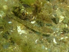 Pomatoschistus pictus