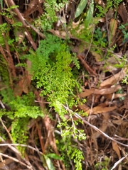 Lindsaea microphylla