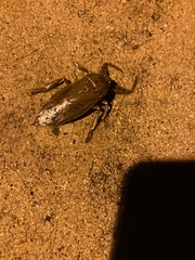 Lethocerus americanus