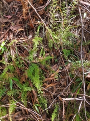 Lindsaea microphylla